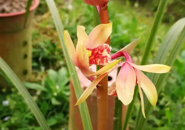 兰花贵州龙要价一亿两千万你们怎么看