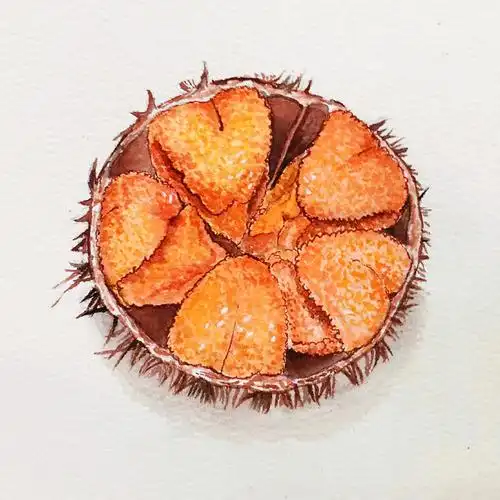 水彩美食##手绘美食#  最近盆友圈一直被海胆刷屏,感紧捡个海胆画起