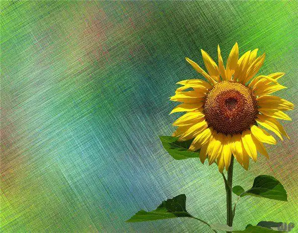 阳光暖心的早安语录送给追求美好生活的你