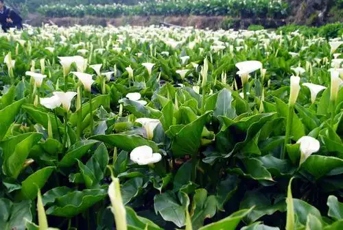 海芋花的别称及其花语