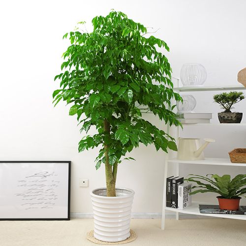 绿植盆栽幸福树客厅室内大型办公室植物喜阳耐晒大型绿植