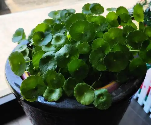 外婆给学校的花盆换新装～金钱草2020.4.23