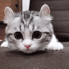 240_240gif 动态图 动图