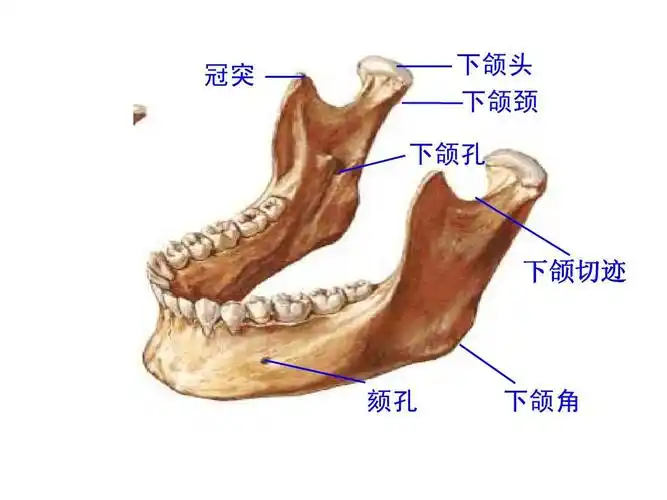冠突 下颌头 下颌颈 下颌孔 下颌切迹 颏孔 下颌角