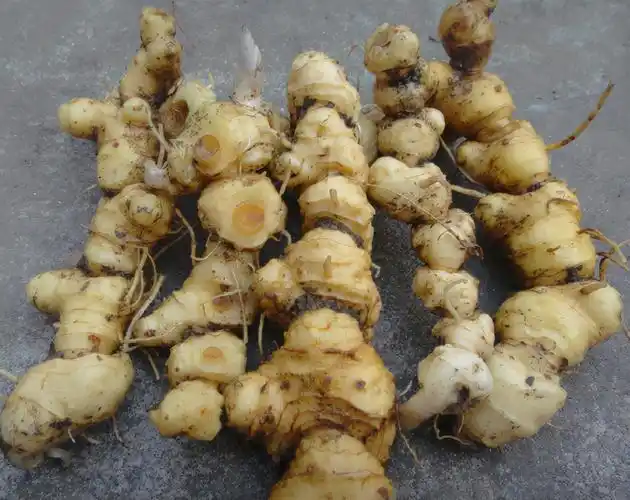 俗称"老虎姜",曾被挖来喂猪,今日才知是"仙人余粮",望珍惜