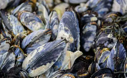 漳泉有毒赤潮逐渐减弱 厦赤潮藻无毒