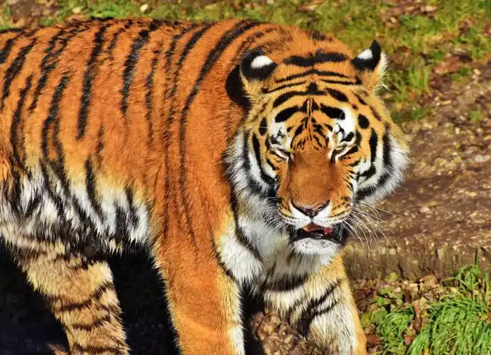 凶猛野生大老虎图片2736x1824分辨率查看