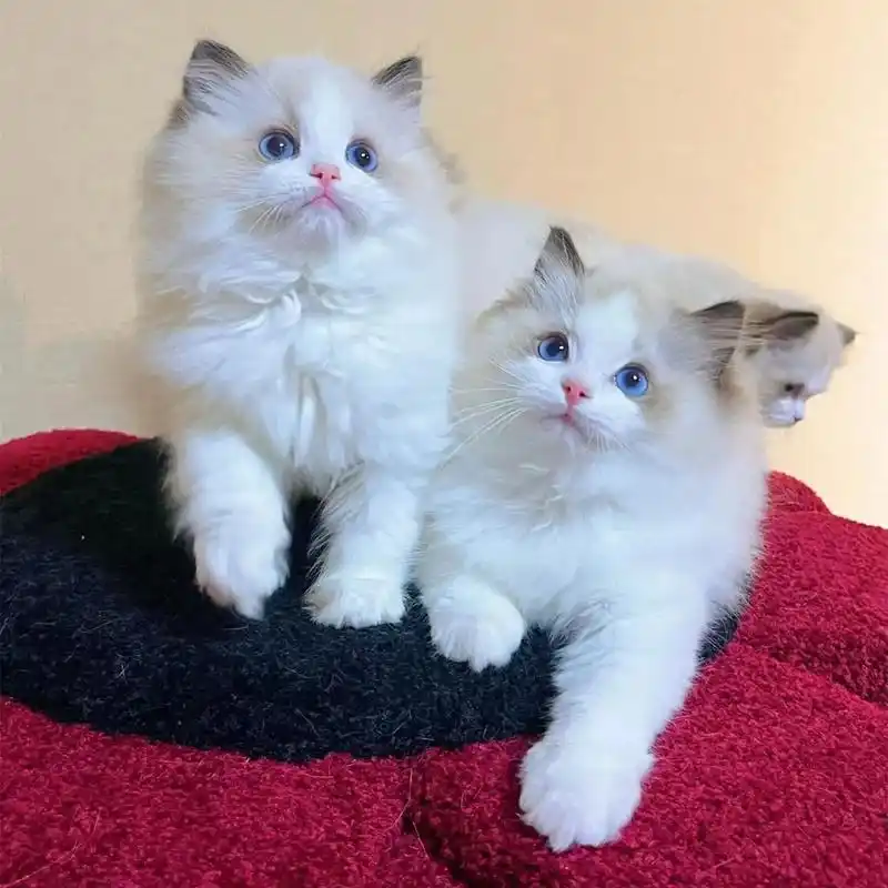 繁育布偶猫幼崽 杭州 - 抖音