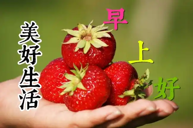 超漂亮的早上好慰问祝福语短信配图,清新问候早安鲜花精美图片 早安