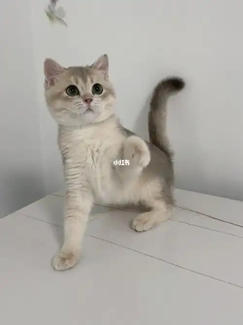 呆萌呆萌蓝金渐层弟弟特价啦3888