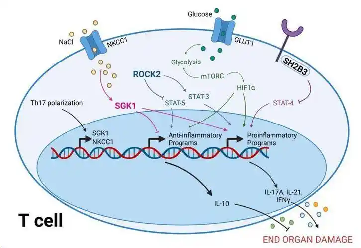 高血压与免疫系统_粒细胞_中性_损伤