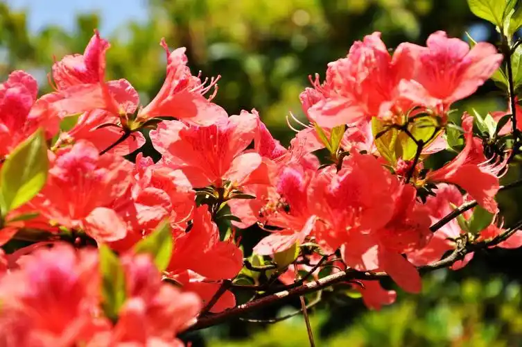 【春天赏花】4月18号相约温岭上堡山探红杜鹃花海.