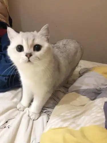 银渐层母猫找新家