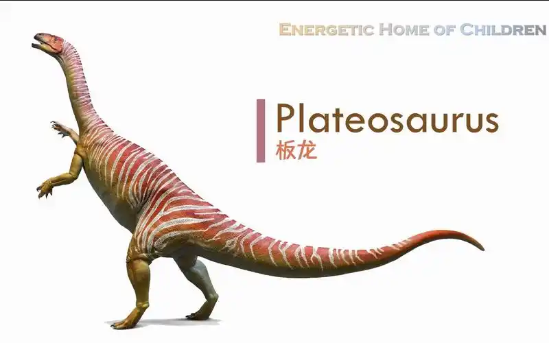 【自制/英语】恐龙小百科 05 plateosaurus 板龙