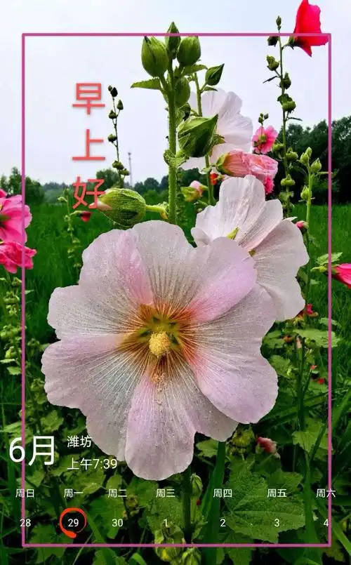 每天早上好的问候图—2(编号20—07—727) - 美篇