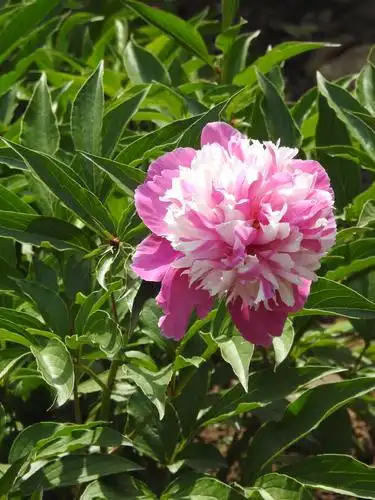 花王牡丹渐离去,花相芍药扑面来
