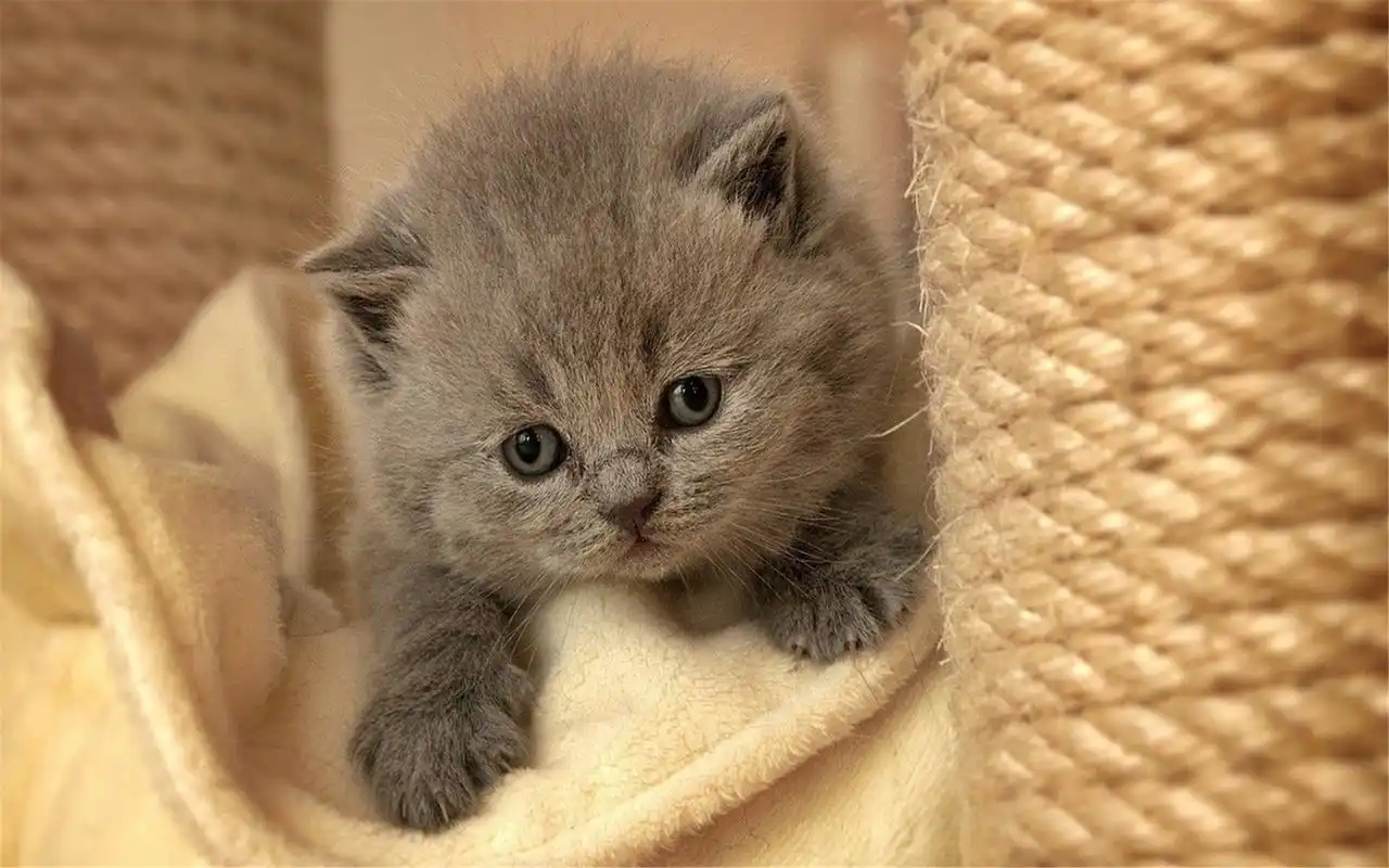 可爱动物猫咪精选高清电脑桌面壁纸图片大全第二辑