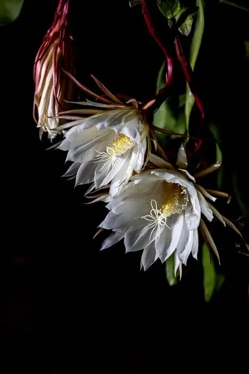 昙花一现,难得一见啊!我第一次见昙花开花,真的很美啊!