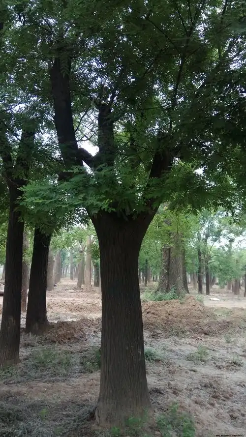 图片展示国槐树50公分国槐树哪里有卖的