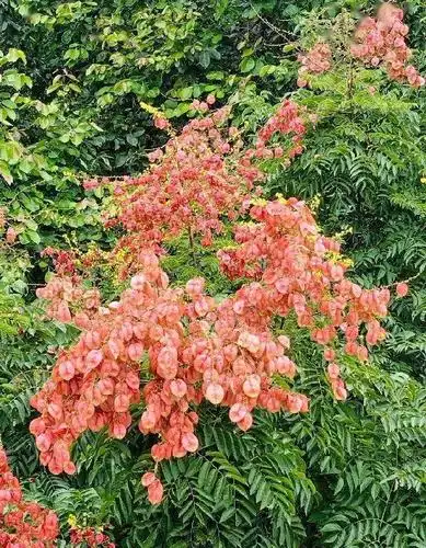 一期一花复羽叶栾树