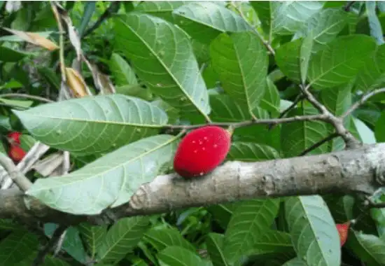 见血封喉树有哪些价值?_花草百科网