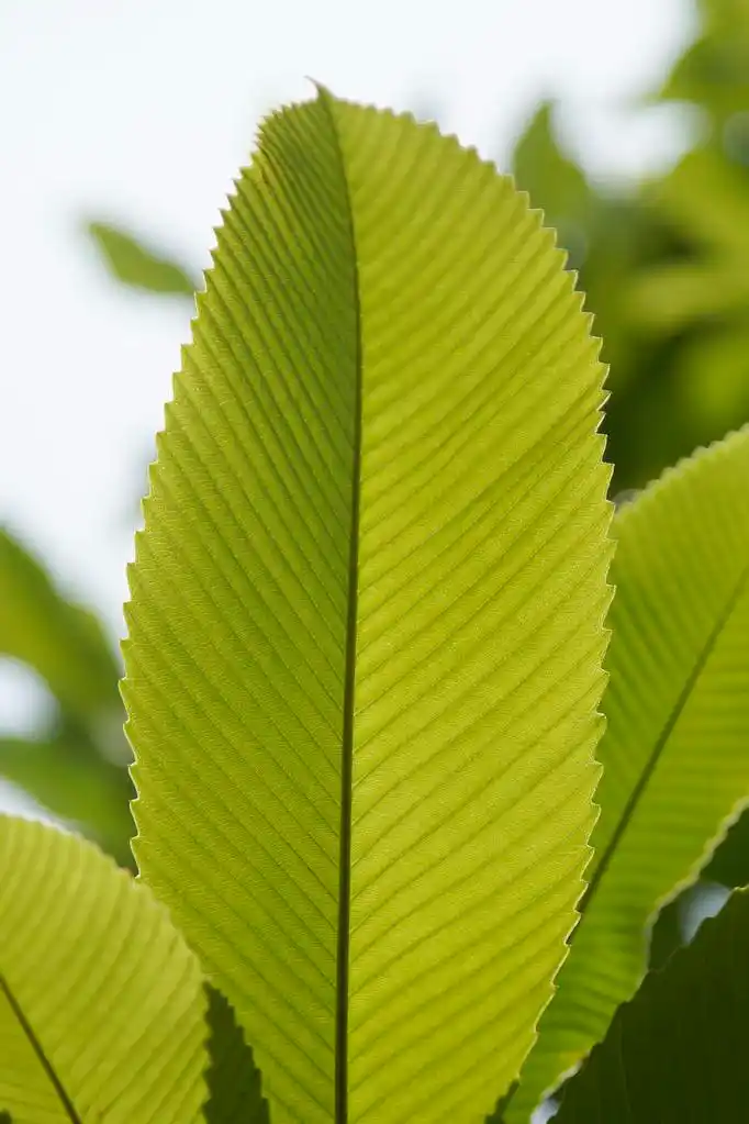 绿叶,绿色的树叶特写图片.