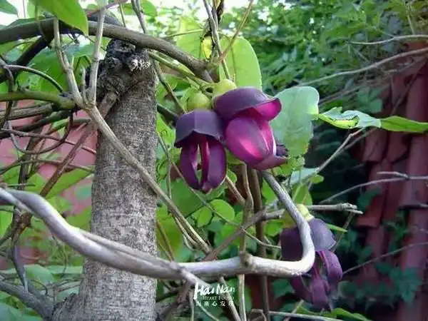 五指山雨林长寿藤功效,五指山参价格,五指山租房最新信息,我爱五指山