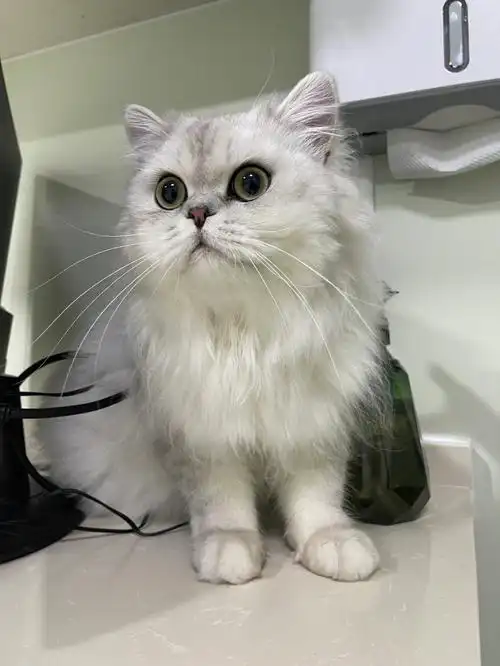 到底是银渐层还是金吉拉