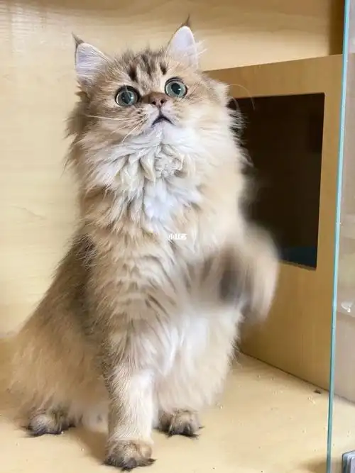 金渐层长毛妹妹 | 冬天的毛会更飘飘~450090