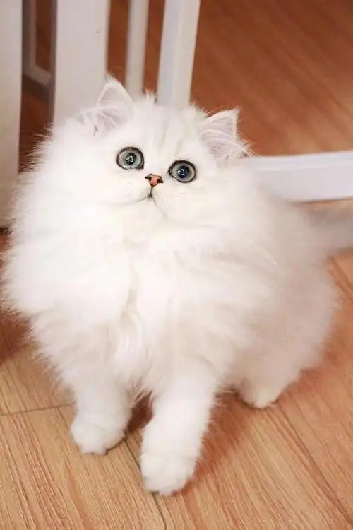 金吉拉##金吉拉猫