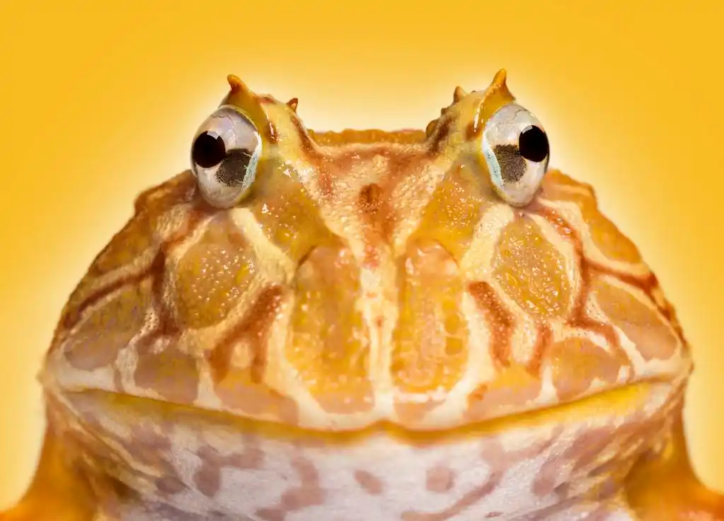 面对,ceratophrys 蛙阿根廷角蛙的特写镜头