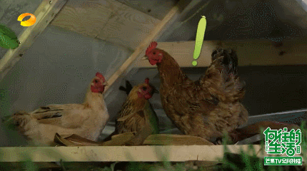 综艺向往的生活母鸡奔跑gif动图_动态图_表情包下载_soogif