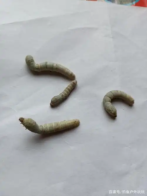 蚕宝宝,蚕宝宝