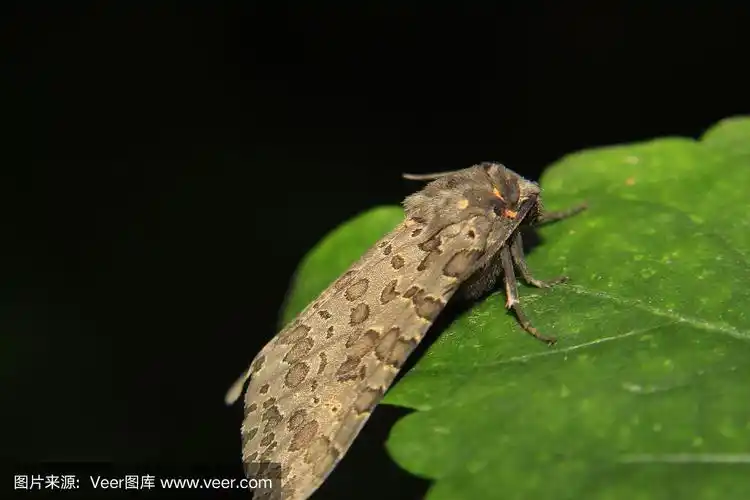 来自印度的飞蛾蝴蝶,黑色背景.