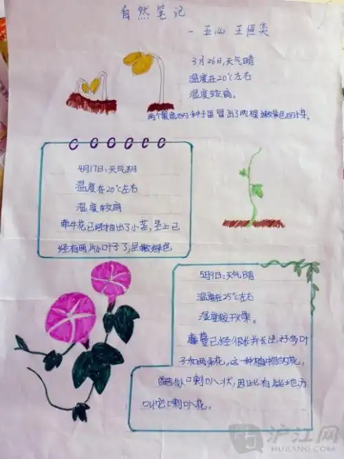 抄报word版植物生长小报种子成长观察牵牛花生长记一年级牵牛花手抄报