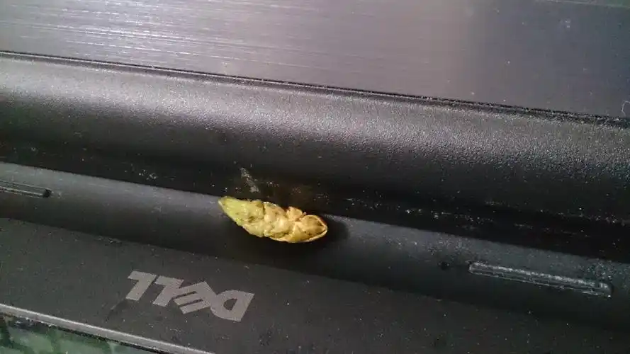 八哥鸟拉绿色颗粒加透明水的粪便