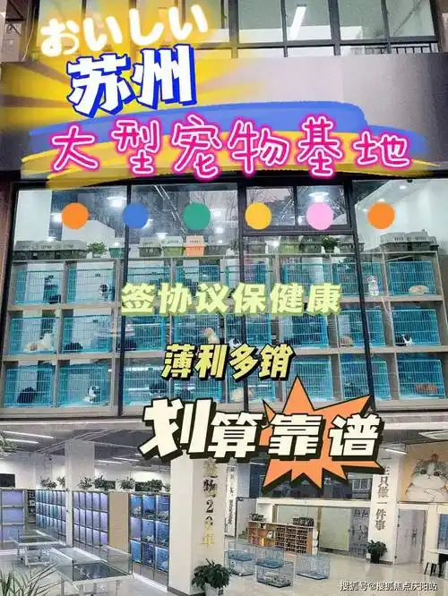苏州银渐层猫咪什么价格这里安全可靠还能实体店挑选宠物