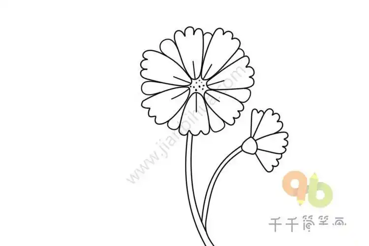 大花金鸡菊简笔画