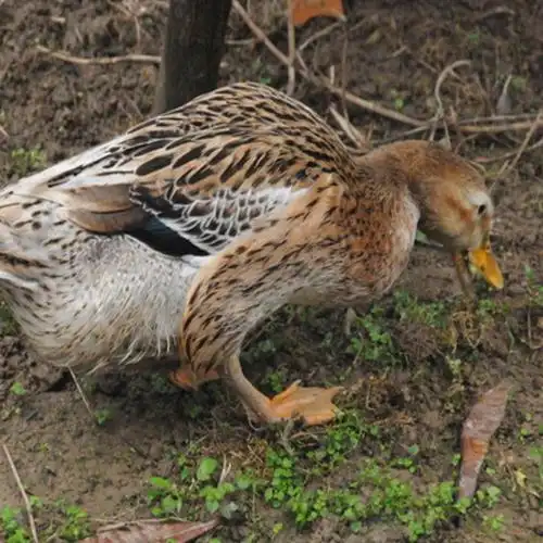 东桥繁养农家散养土鸭子 老鸭