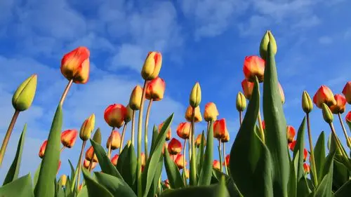橙色郁金香,蓝天
