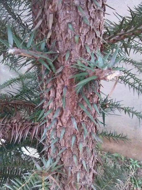 这长刺的树叫什么名字