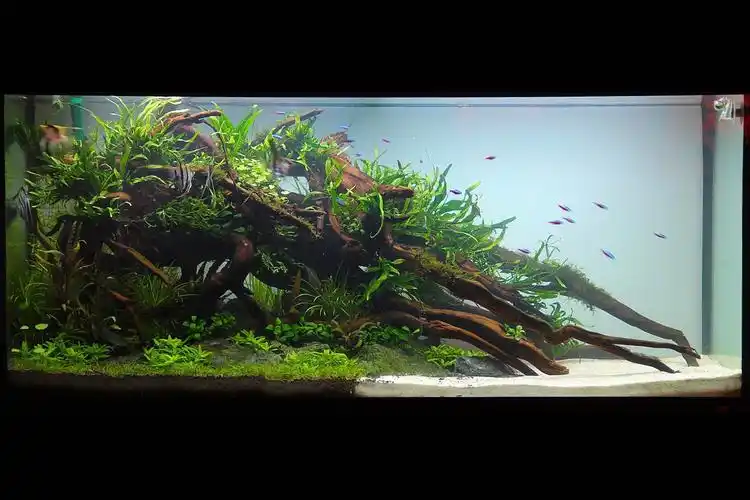 转贴120cm的沉木造景10p