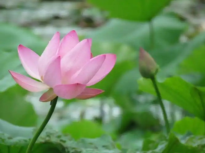 拍摄于炎热的夏季在荷花绽放季节老年大学同学们相约在莘庄公园赏荷花