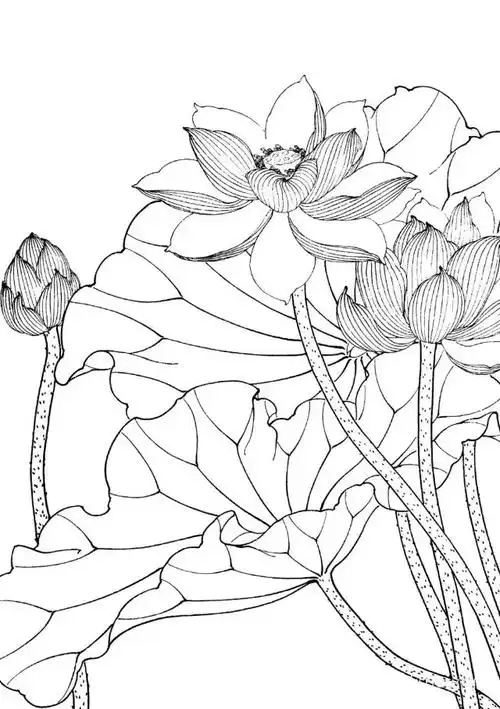 素材| 一组工笔荷花线描稿36图