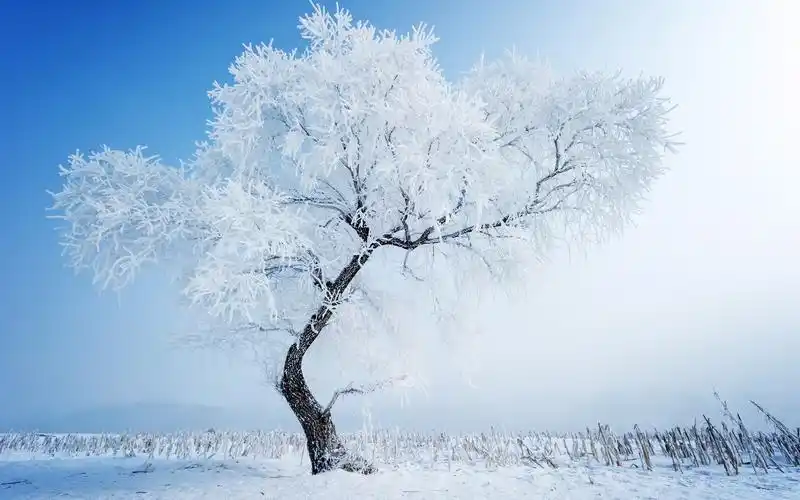 白雪皑皑的美丽雪景,高清图片,电脑桌面-壁纸族