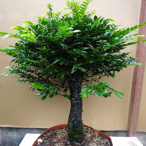 室内小叶紫檀盆景茶几阳台客厅盆栽办公室桌面绿植