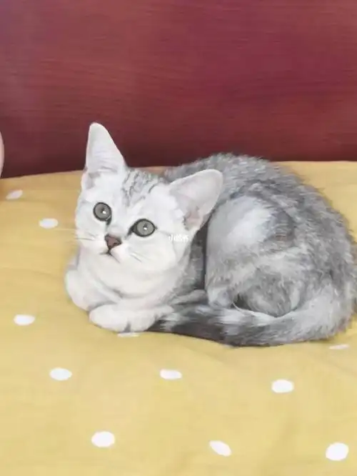 大家看看怎么样还有新手养猫都需要注意些什么,求大家告知#银渐层