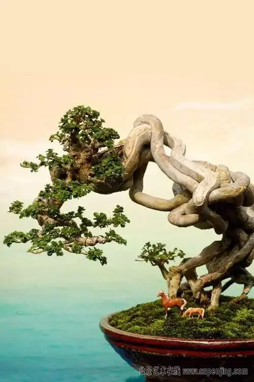 树石盆景欣赏 (上)