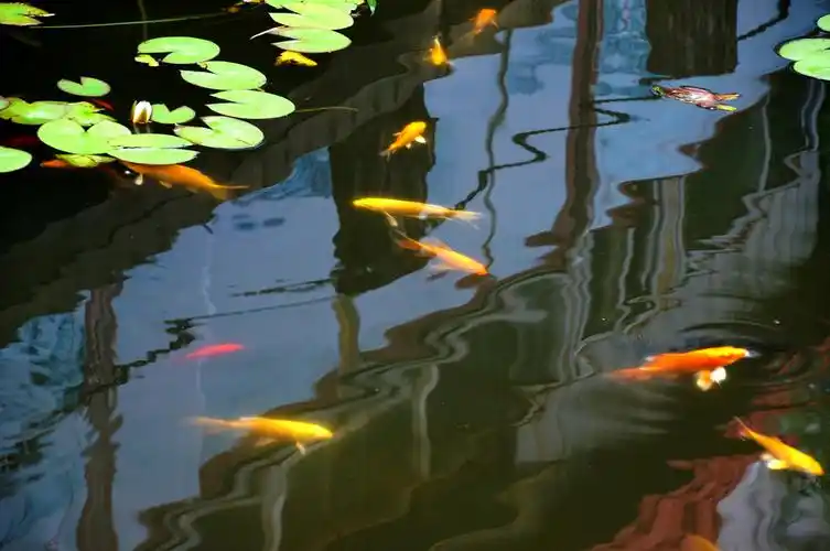 《一天到晚游泳的鱼儿》 (共 9 p)