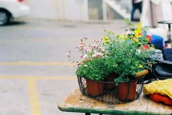 我懂得了成长 小清新绿色意境唯美图片